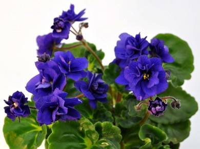 RococoViol3