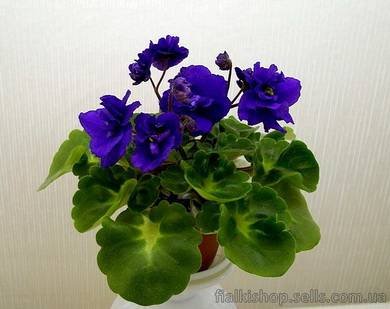 RococoViol4