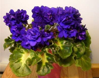 RococoViol5