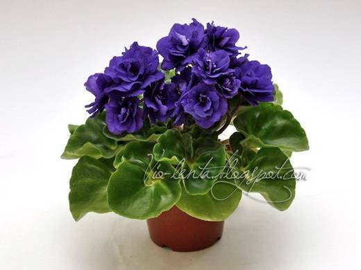 RococoViol6