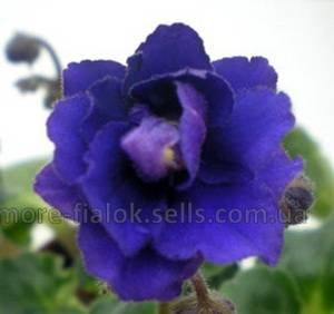RococoViol9