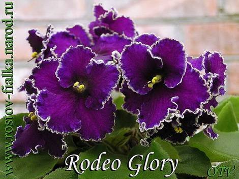 RodeoGlory1