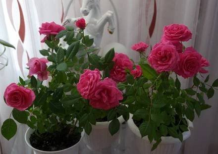 Rosa1