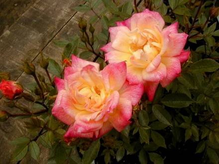 Rosa11