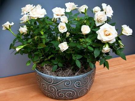 Rosa12