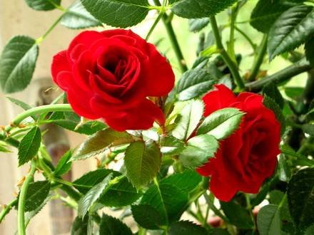 Rosa13