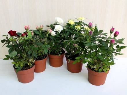 Rosa14