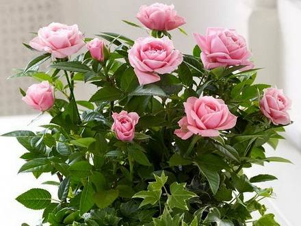 Rosa15