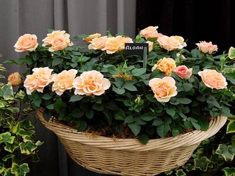 Rosa16