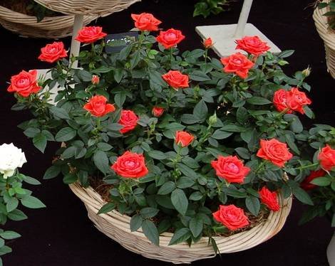Rosa17
