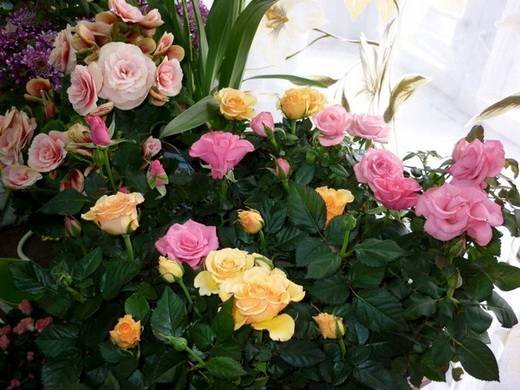 Rosa18
