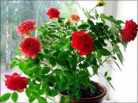 Rosa20