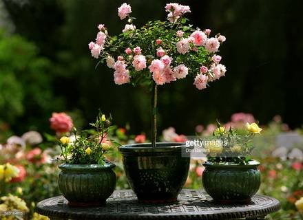 Rosa4