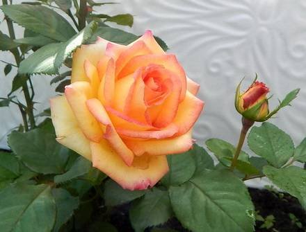 Rosa5