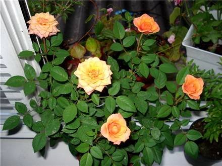 Rosa6