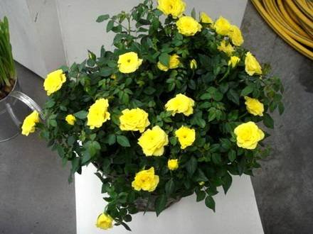 Rosa7