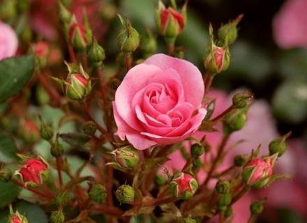 Rosa8