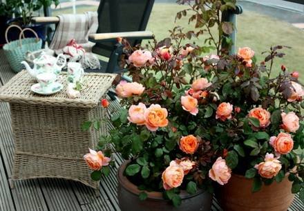 Rosa9