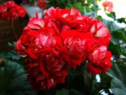 Rose-budZonal3