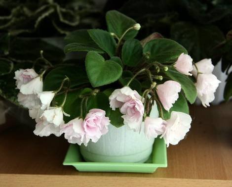 RoseGarden1