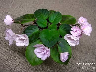 RoseGarden2