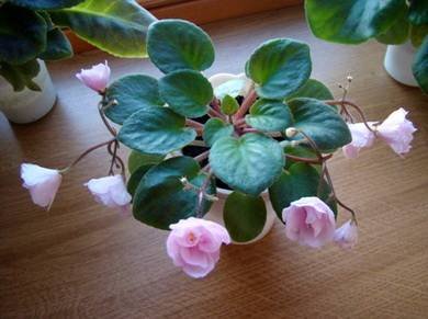 RoseGarden3