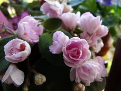 RoseGarden4