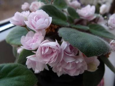 RoseGarden5