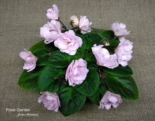 RoseGarden6