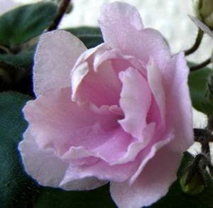 RoseGarden9