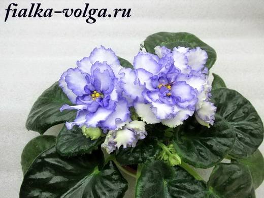 Россияночка6