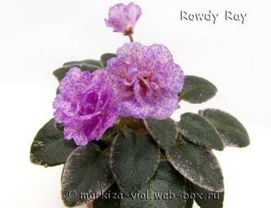 RowdyRay4