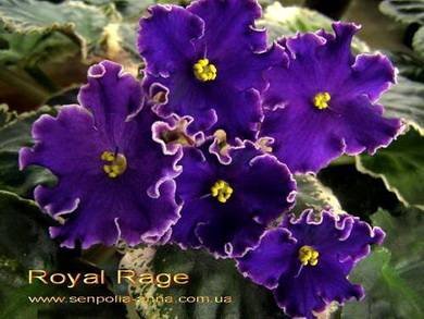RoyalRage2