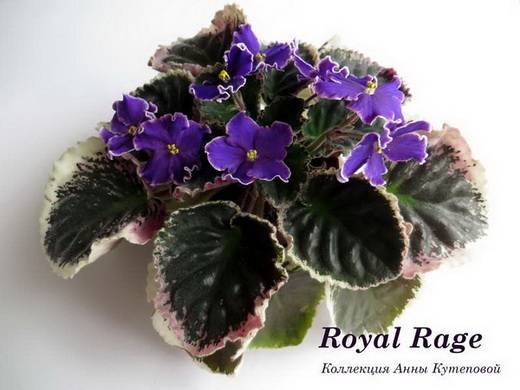 RoyalRage6
