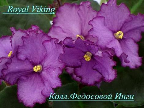 RoyalViking1