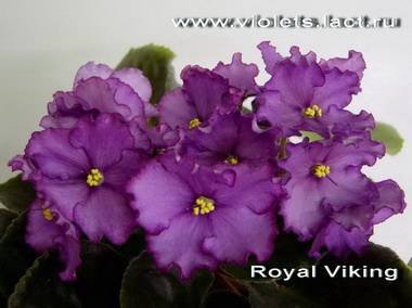 RoyalViking2