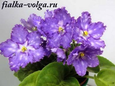 РождениеГалактики5