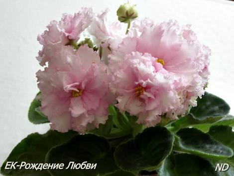 РождениеЛюбви1