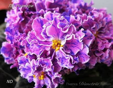 Розмари4