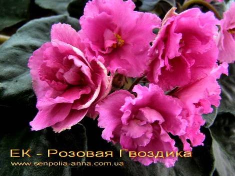 РозоваяГвоздика1