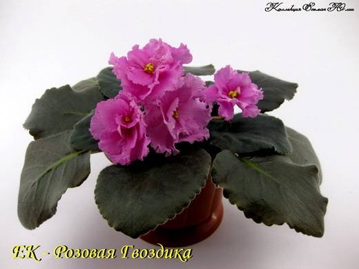 РозоваяГвоздика6