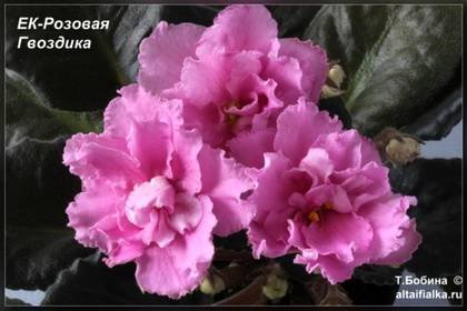 РозоваяГвоздика7