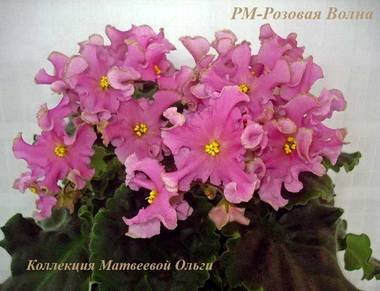 РозоваяВолна4