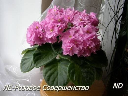 РозовоеСовершенство6