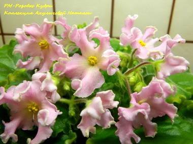 РозовыеКудри4