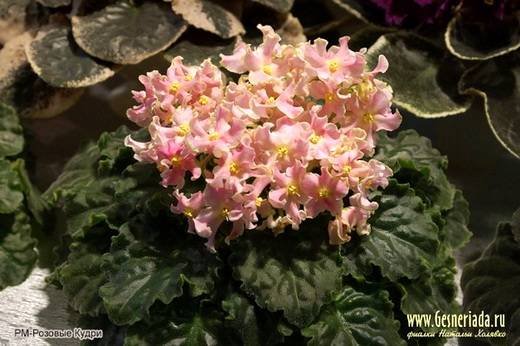РозовыеКудри6