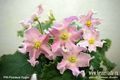 РозовыеКудри7