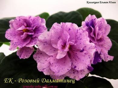 РозовыйДалматинец2