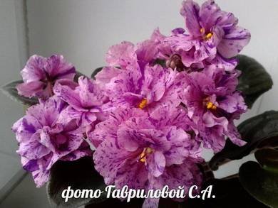 РозовыйДалматинец3
