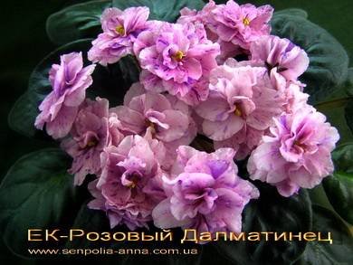 РозовыйДалматинец5